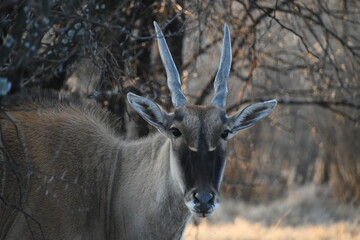 Close-Up of a Common Eland Taurotragus oryx Antelope in Its Natural Habitat during Early Morning