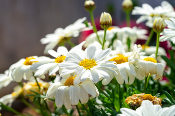 Common daisy. Bellis perennis, the daisy, is a European species of the family Asteraceae, often considered the archetypal species of the name daisy. To distinguish this species from other plants known