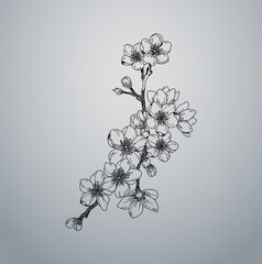 Cherry Blossom Flower Branch Vector 