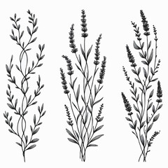lavender line art illustration. Set outline branches sketch, doodle floral stems. Hand drawn Botanical drawing. Simple Stylized flowers. Black and White blooming medicinal herbs