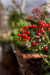 close up of red berries on nandina domestica in common called heavenly bamboo or sacred bamboo