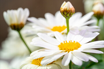 Common daisy. Bellis perennis, the daisy, is a European species of the family Asteraceae, often considered the archetypal species of the name daisy. To distinguish this species from other plants known