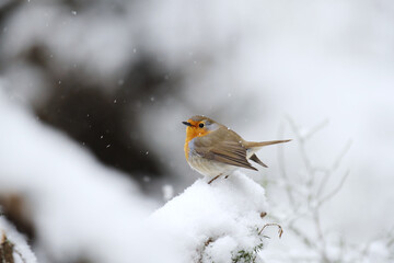 European robin (erithacus rubecula) in snowfall sitting on a snowy branch in the forest in early spring.