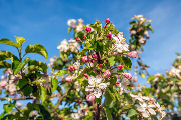 Branch of an apple tree against a blue sky on a sunny day in springtime. Pink buds, white blossoms and already faded flowers can be seen on the branch. The apple tree is part of a Dutch apple orchard.