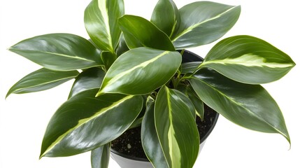 Obraz premium Vibrant Green Potted Plant with Variegated Leaves