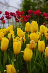 yellow tulip