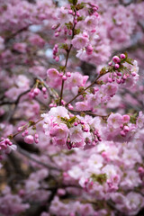 A branch with opening pink sakura flowers against the blurred background of blossoming sakura