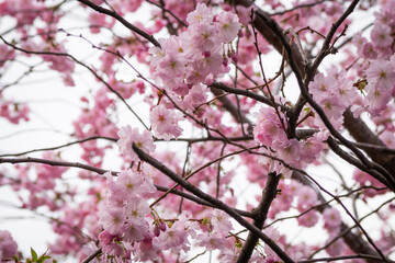 Branches of blooming pink sakura against the background of a light sky and blurred tree branches