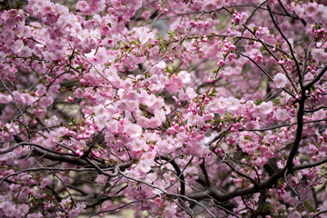Branches of blooming pink sakura against the background of blurred tree branches