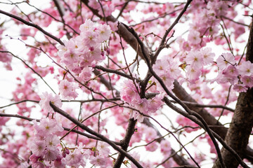 Branches of blooming pink sakura against the background of a light sky and blurred tree branches