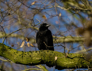 Raven perched on a mossy tree branch in winter forest, looking sideways