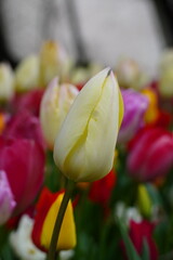 white tulip