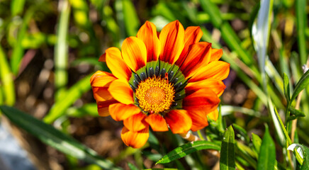 Gazania rigens. Gazania rigens (syn. G. splendens), sometimes called treasure flower, is a species of flowering plant in the family Asteraceae, native to coastal areas of southern Africa. It is natura