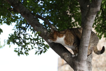 tabby and white cat outdoors with green plants garden in street cars
