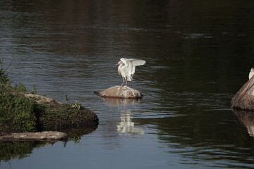 Elegant White Birds Perched on Rocks by a Calm Water Surface