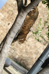 tabby and white cat outdoors with green plants garden in street cars

