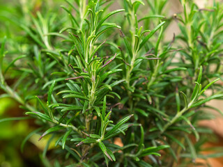 Green leaves of a Rosemary plant. Aromatic culinary herb used to flavor cooking.