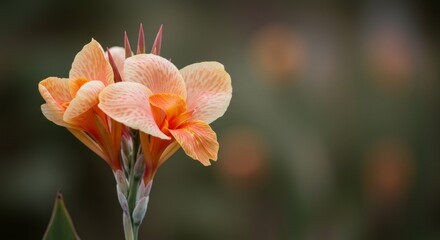Fototapeta premium Elegant Canna Lily Blossom with Soft Peach and Orange Petals on Blurry Background