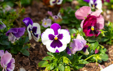 Pansy. The garden pansy is a type of polychromatic large-flowered hybrid plant cultivated as a...