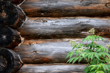 Green bush against the background of a log house wall. Fragment of a log house wall. Close-up of the logs of an old house wall and greenery around it.