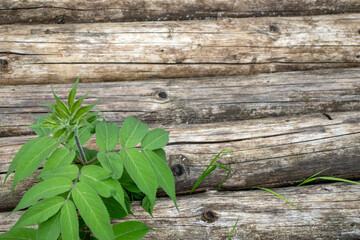 Green bush against the background of a log house wall. Fragment of a log house wall. Close-up of the logs of an old house wall and greenery around it.