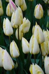 tulip, harbinger of spring