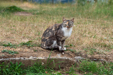 Obraz premium A cat sitting in the grass looks at the lens