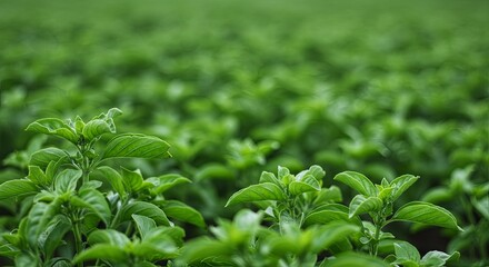 Lush basil field extending into soft focus green backdrop vista view