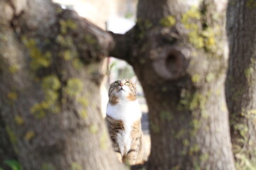 tabby and white cat outdoors with green plants garden in street cars
