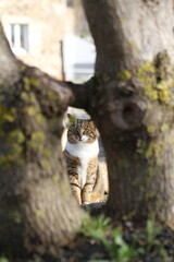 tabby and white cat outdoors with green plants garden in street cars
