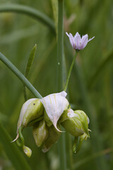 Meadow garlic, Allium canadense