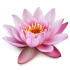 A detailed close up of a pink lotus flower with yellow center on white