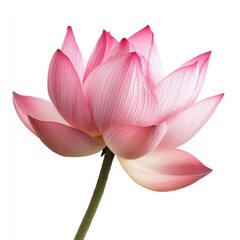 Fototapeta premium Close up of a pink lotus flower with a green stem on a white background