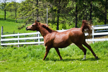Arabian horse