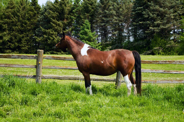 Obraz premium horse in pasture