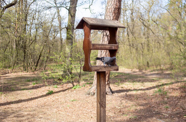Pigeon resting in a wooden bird feeder