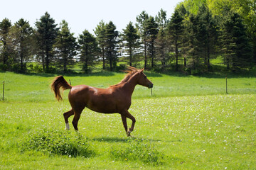 horse and running