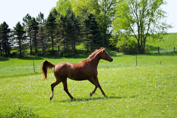 horse galloping
