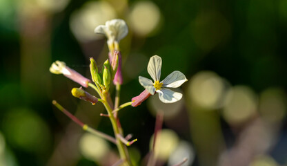 Raphanus sativus var oleiformis  is a annuaL growing to 0.5 m (1ft 8in) by 0.2 m (0ft 8in) at a fast rate. It is not frost tender. It is in flower from June to August, and the seeds ripen from July t 