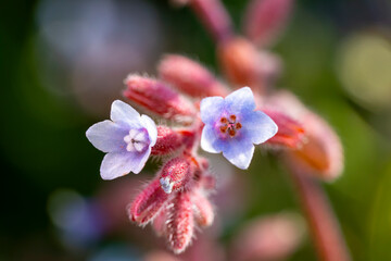 Pulmonaria officinalis, common names lungwort, common lungwort, Mary's tears or Our Lady's milk drops, is a herbaceous rhizomatous evergreen perennial plant of the genus Pulmonaria, belonging to the