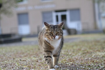 tabby and white cat outdoors with green plants garden in street cars
