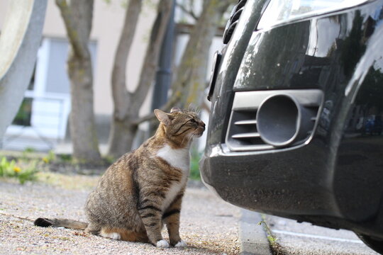 tabby and white cat outdoors with green plants garden in street cars
