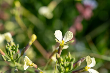 Raphanus sativus var oleiformis  is a annuaL growing to 0.5 m (1ft 8in) by 0.2 m (0ft 8in) at a fast rate. It is not frost tender. It is in flower from June to August, and the seeds ripen from July t 