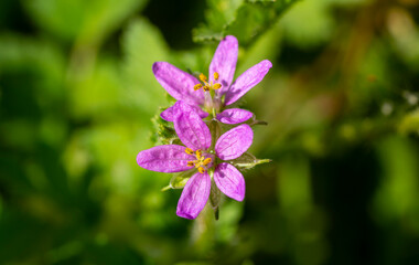 Erodium malacoides is a species of flowering plant in the geranium family known by the common names Mediterranean stork's bill, soft stork's-bill and oval heron's