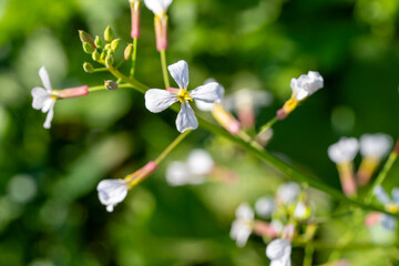 Raphanus sativus var oleiformis  is a annuaL growing to 0.5 m (1ft 8in) by 0.2 m (0ft 8in) at a fast rate. It is not frost tender. It is in flower from June to August, and the seeds ripen from July t 