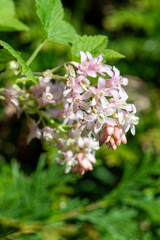 Close up of red flowering currant (ribes sanguineum) flowers in bloom