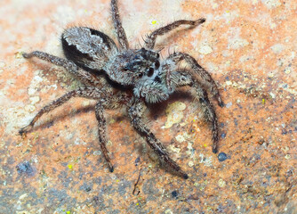 A Focus Stacked Close-up Image of a Tan Jumping Spider