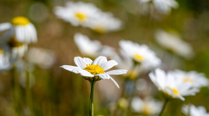 Common daisy. Bellis perennis, the daisy, is a European species of the family Asteraceae, often considered the archetypal species of the name daisy. To distinguish this species from other plants known
