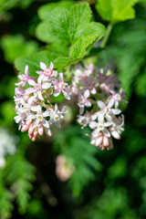 Close up of red flowering currant (ribes sanguineum) flowers in bloom