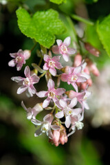 Close up of red flowering currant (ribes sanguineum) flowers in bloom
